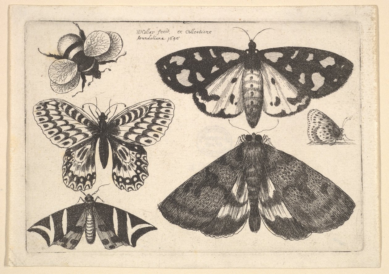 Trois papillons de nuit, deux papillons et un bourdon - Wenceslaus Hollar