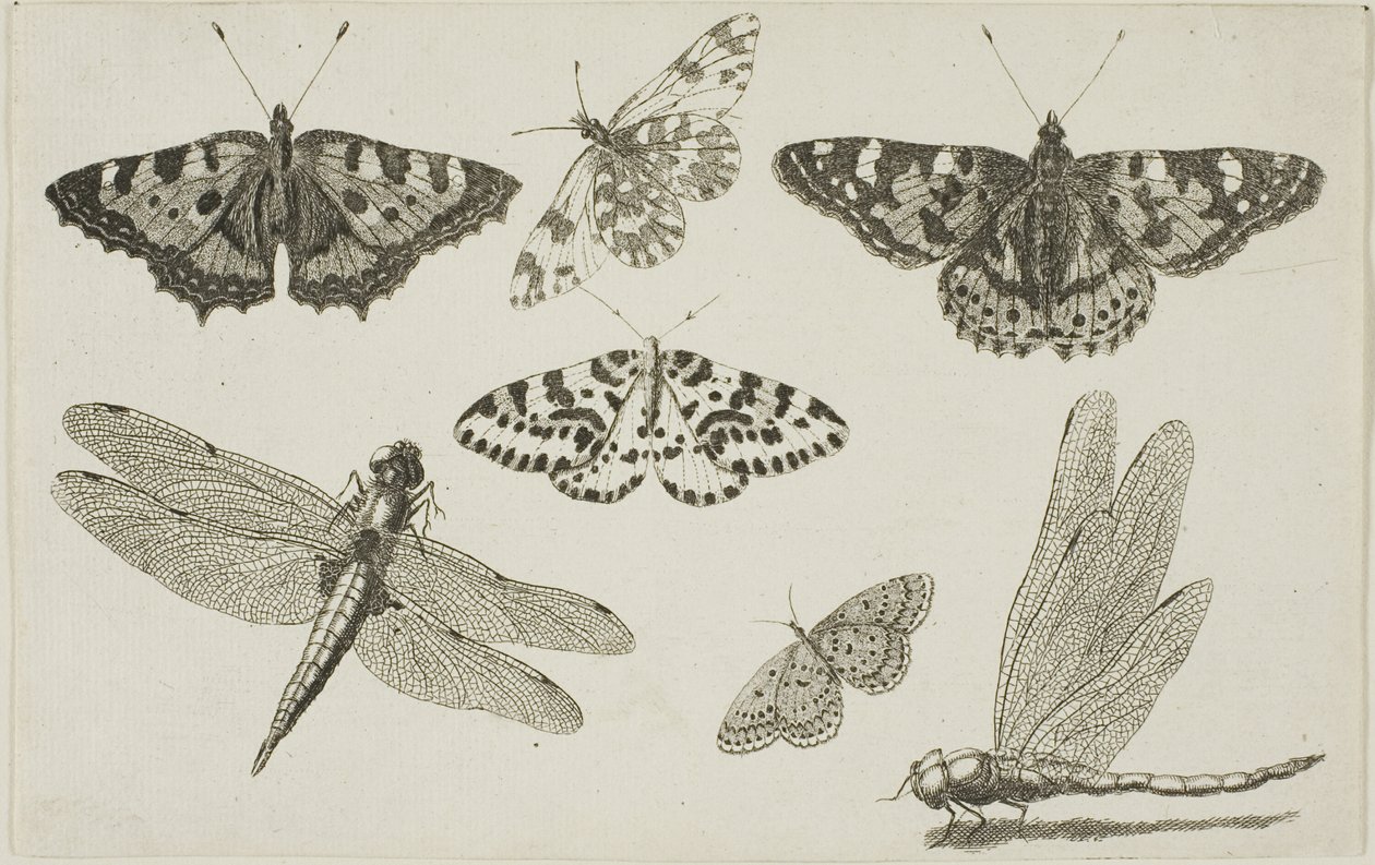 Deux Libellules et Cinq Papillons - Wenceslaus Hollar