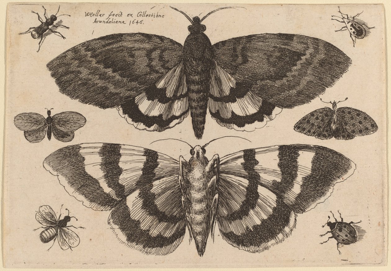Deux papillons de nuit et six insectes - Wenceslaus Hollar