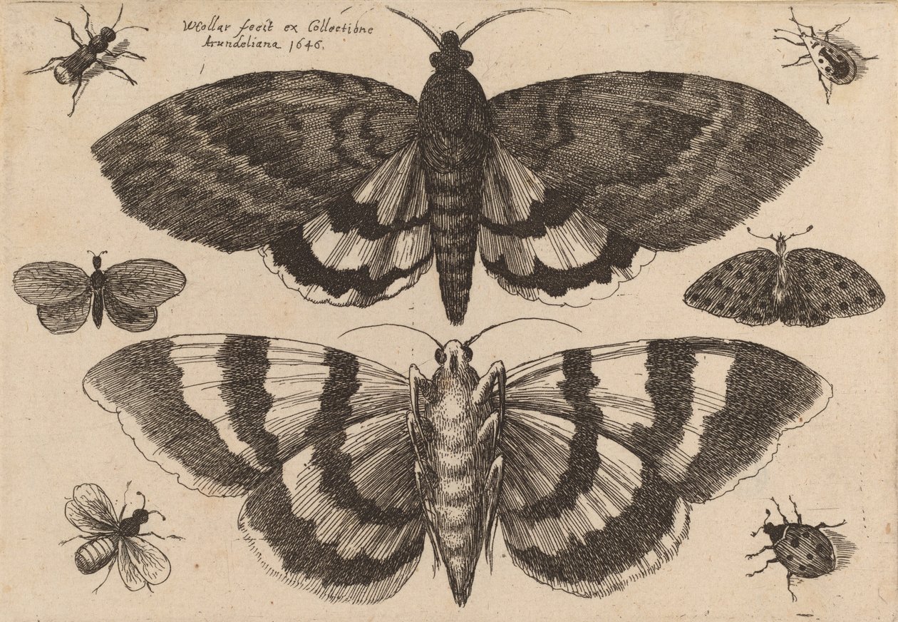 Deux papillons et six insectes, 1646 - Wenceslaus Hollar
