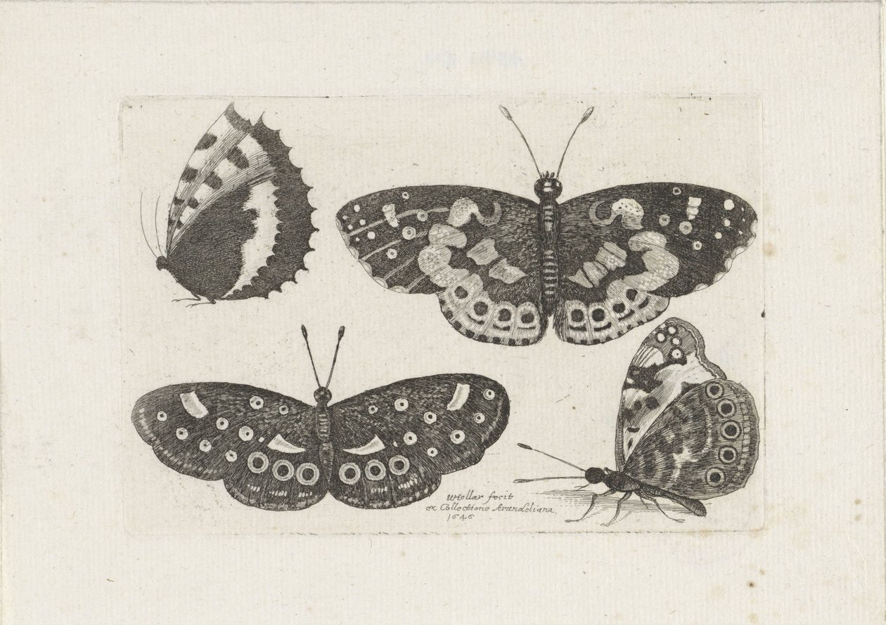 Quatre papillons - Wenceslaus Hollar
