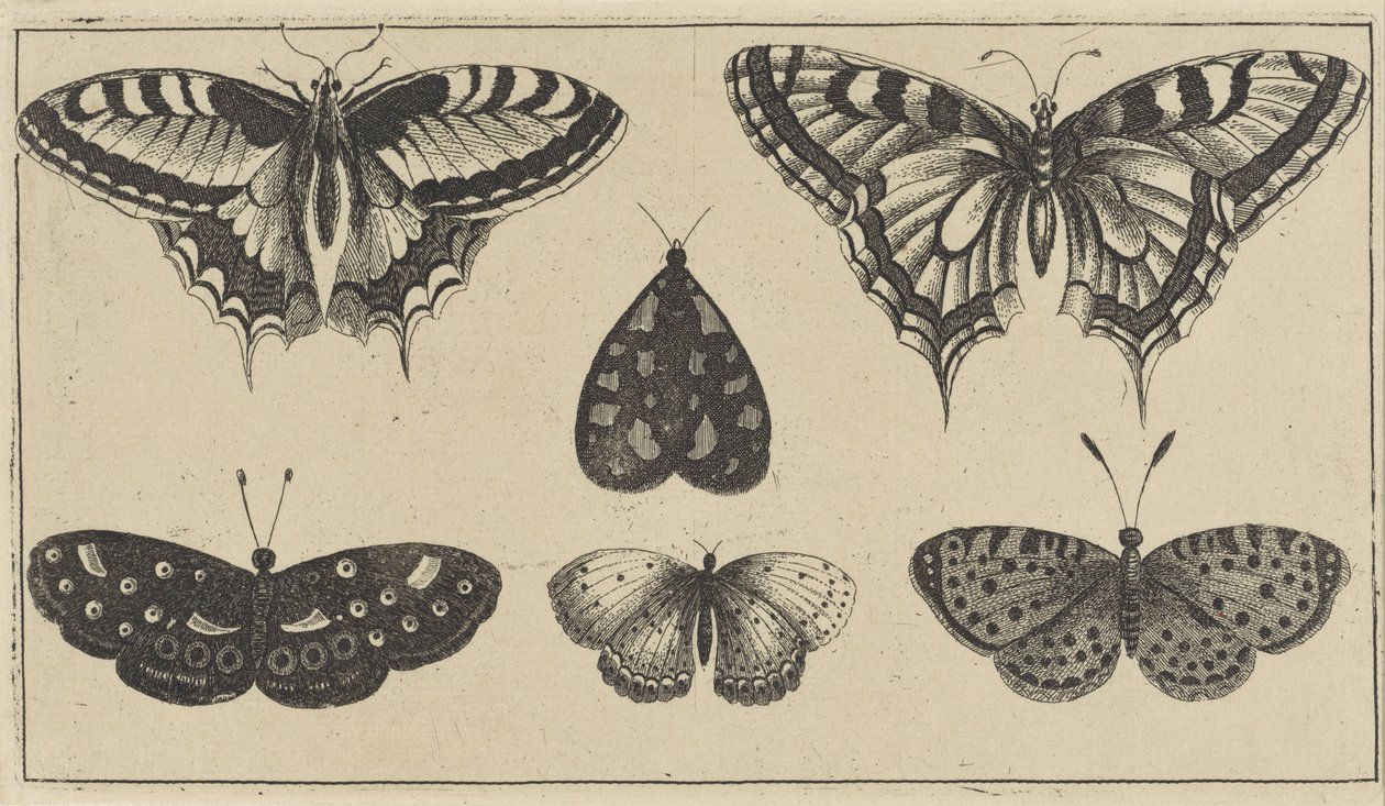 Cinq papillons et une mite - Wenceslaus Hollar