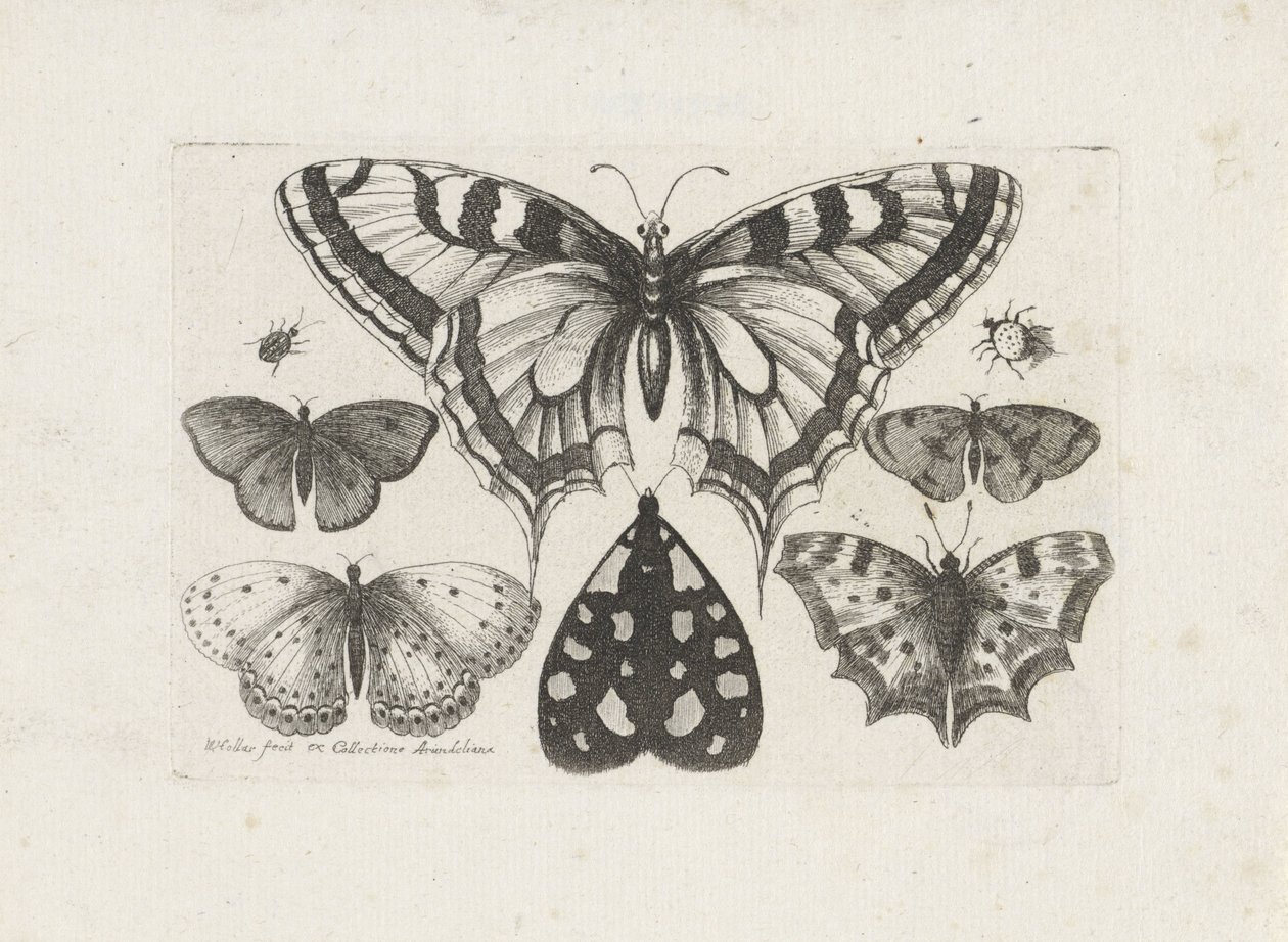 Papillons, scarabées et un papillon de nuit (Insecten, Muscarum Scarabeorum) - Wenceslaus Hollar