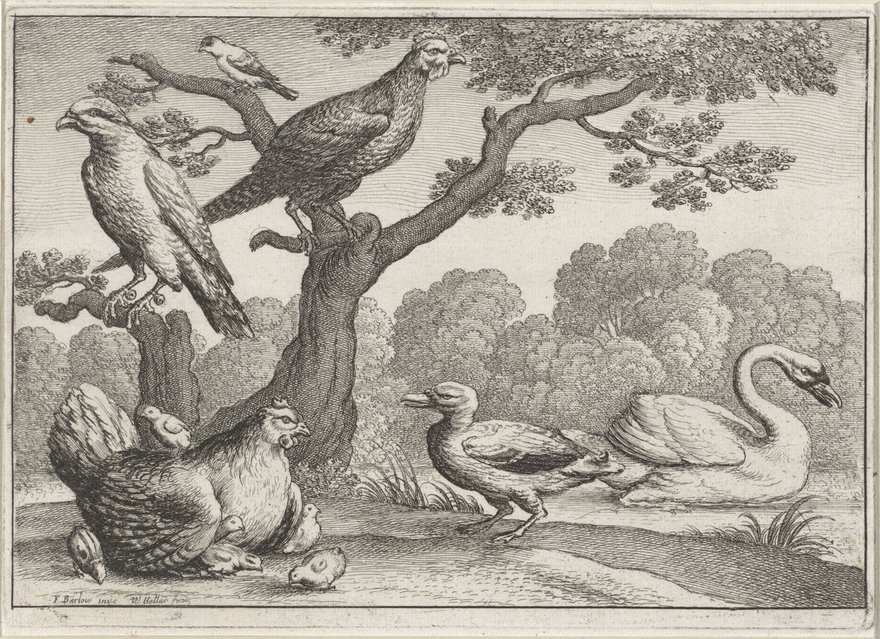Cygne, poule avec poussins et autres oiseaux - Wenceslaus Hollar