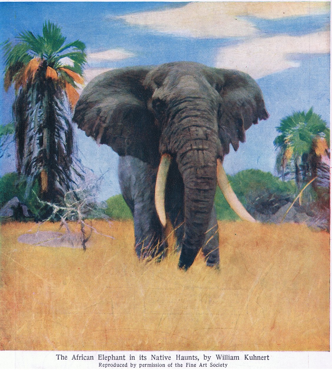 Éléphant africain dans son habitat naturel - Wilhelm Kuhnert