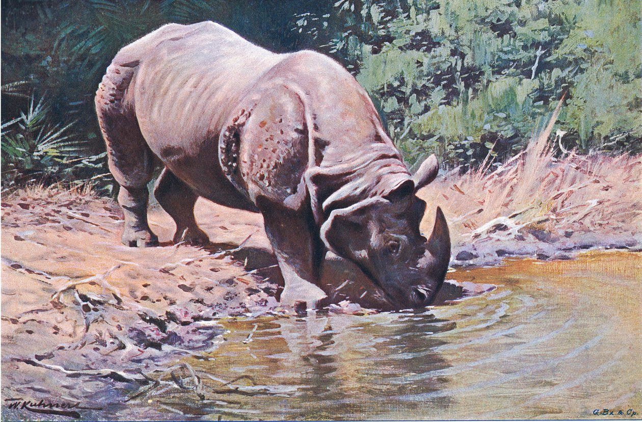Rhinocéros indien, de La Faune du Monde publié par Frederick Warne & Co, c.1900 - Wilhelm Kuhnert