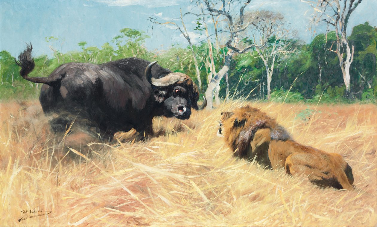 Buffle et lion avant le combat - Wilhelm Kuhnert