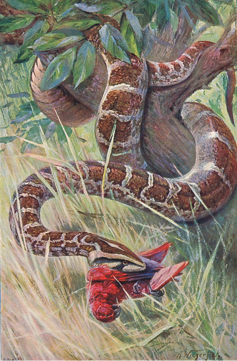 Python indien, de Wildlife of the World publié par Frederick Warne & Co, vers 1900 - Wilhelm Kuhnert