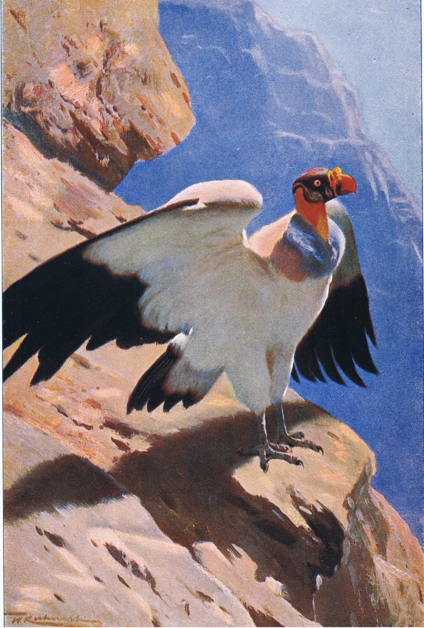 Vautour royal, de Wildlife of the World publié par Frederick Warne & Co, vers 1900 - Wilhelm Kuhnert