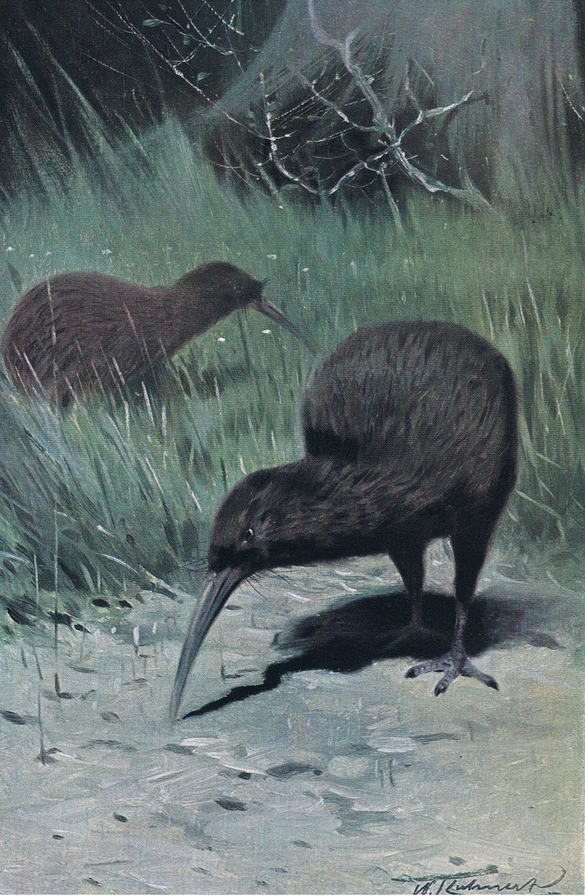 Kiwi, illustration de La Faune du Monde, c.1910 - Wilhelm Kuhnert