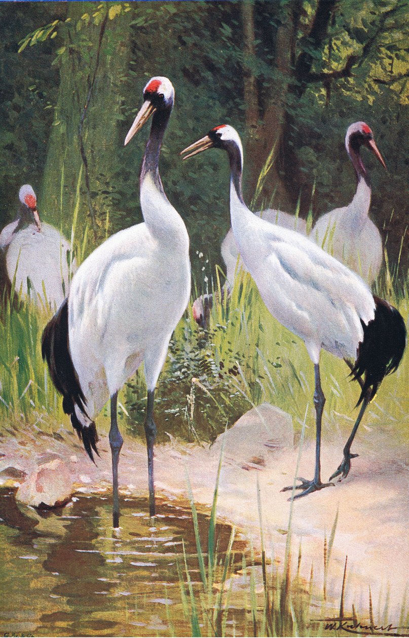 Grue de Mandchourie, de Wildlife of the World publié par Frederick Warne & Co, vers 1900 - Wilhelm Kuhnert