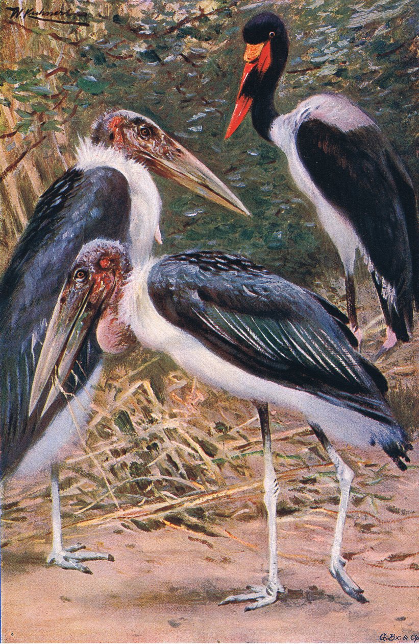 Marabout et Jabiru, illustration de La Faune du Monde, c.1910 - Wilhelm Kuhnert
