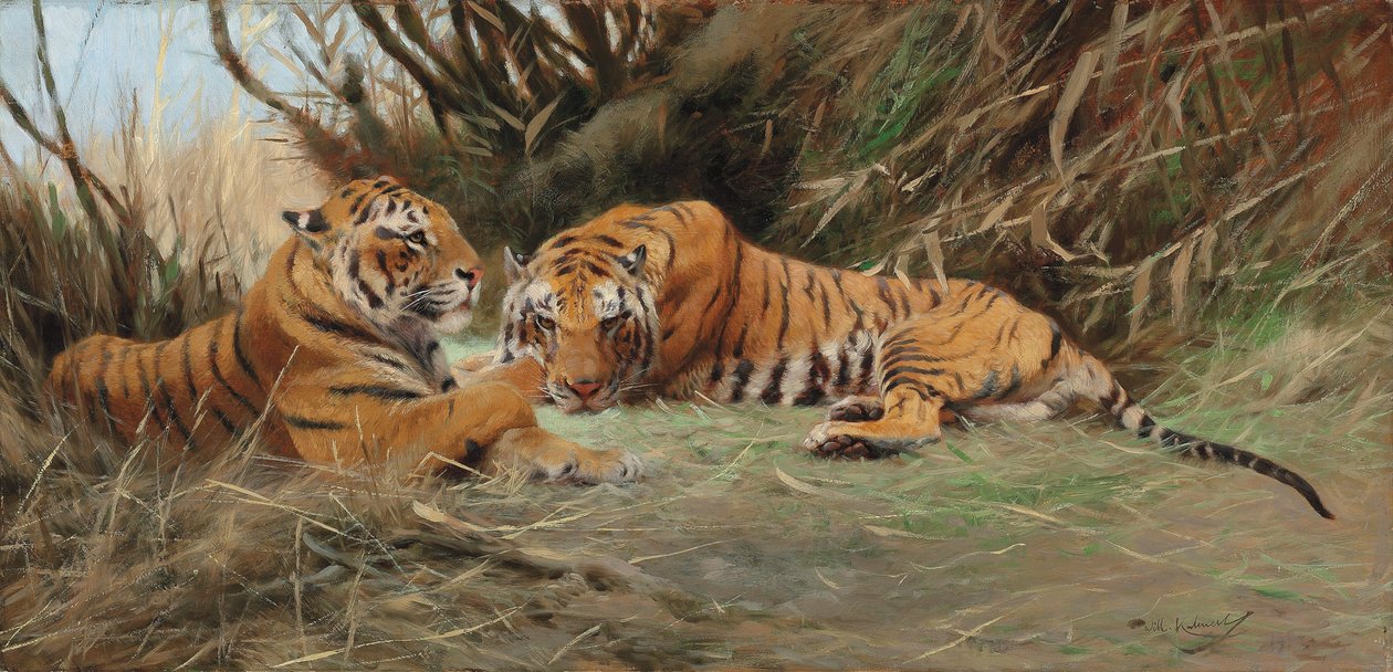 Tigres à l