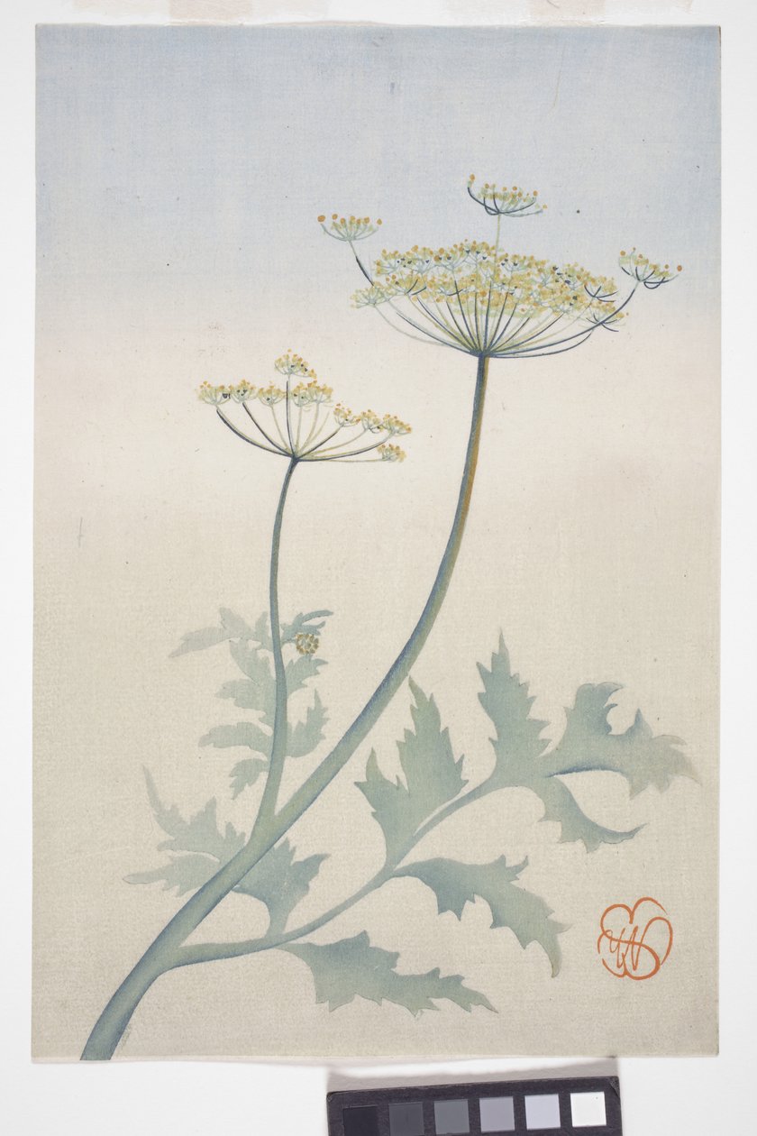 Fleurs de carotte sauvage, vers 1908 - Wilhelmina Seegmiller