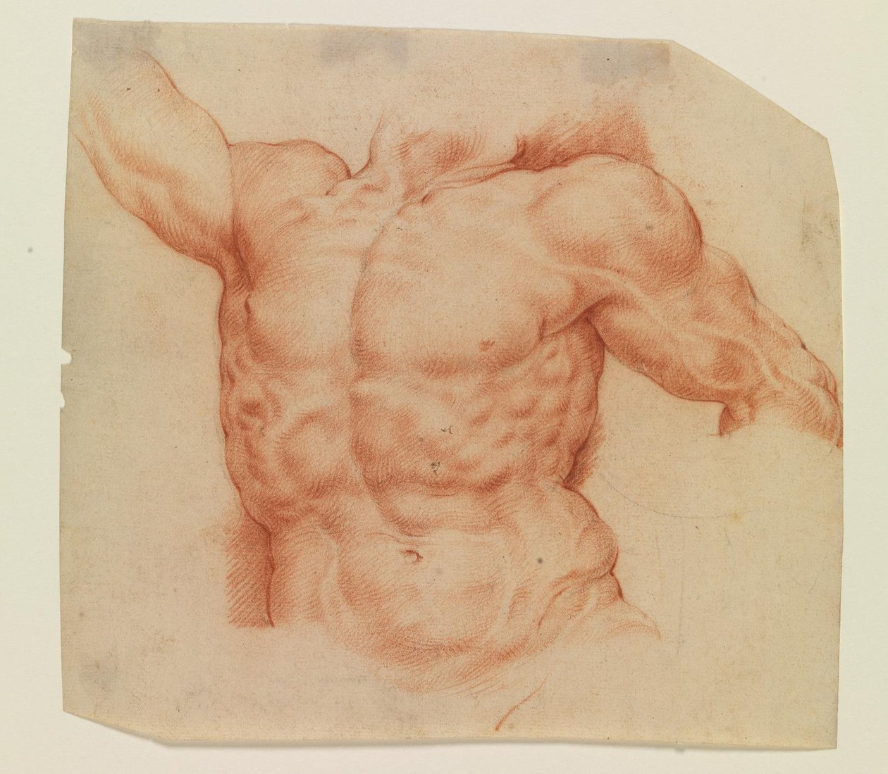 Vue de face du torse de Laocoon - Willem Panneels
