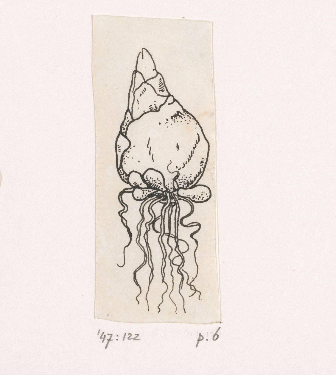 Bulbe de fleur - Willem Wenckebach