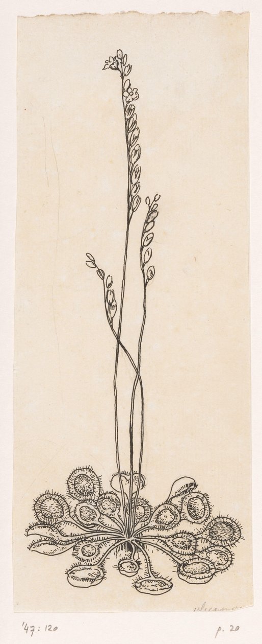 Attrape-mouches | Willem Wenckebach | Estampe d'art