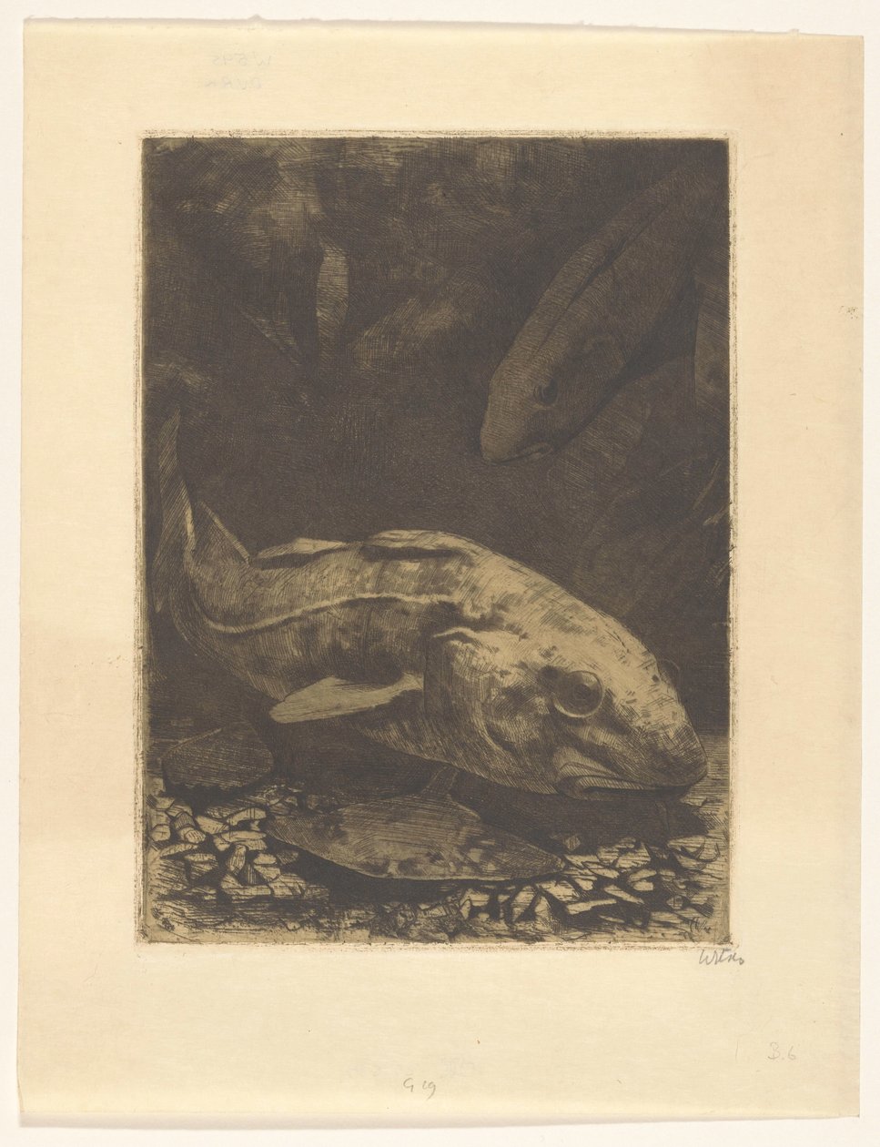 Poissons et plantes aquatiques - Willem Witsen (signed by artist)