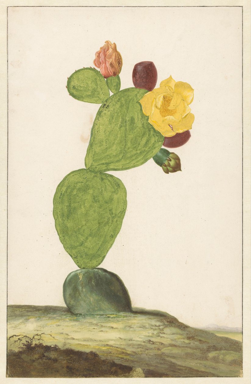 Figuier de Barbarie en fleur - Willem de Heer