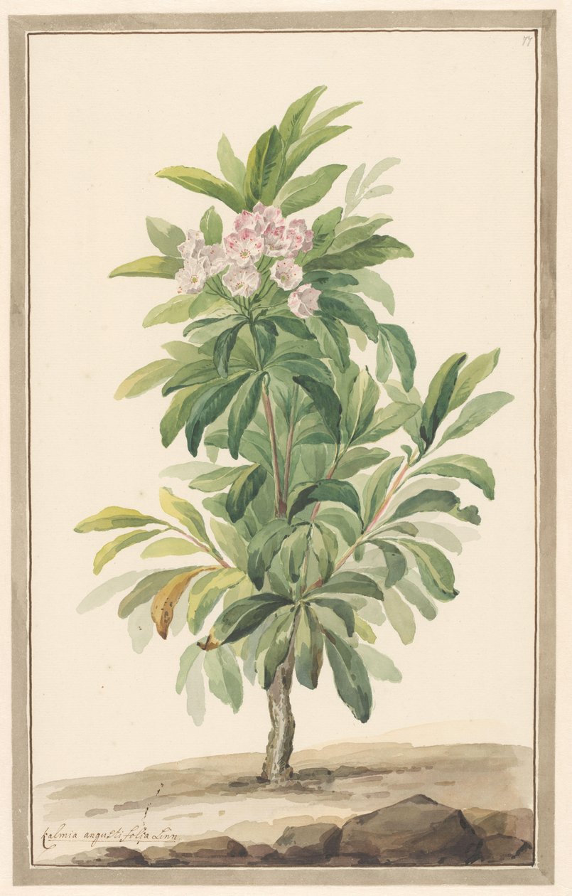 Lepelboom à feuilles étroites dans un paysage (Kalmia Angustifolia) - Willem van Leen (attributed to)