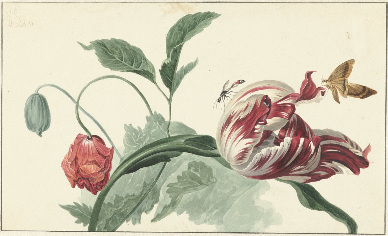 Tulipe et un pavot - Willem van Leen (attributed to)