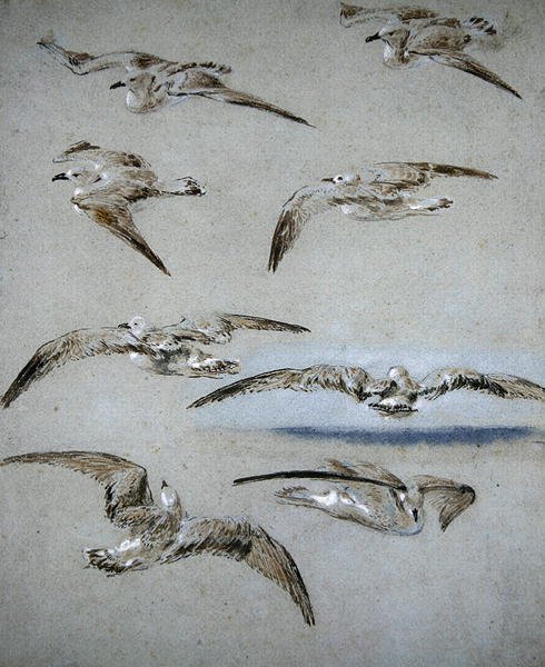 Sept mouettes - Clarkson Frederick Stanfield