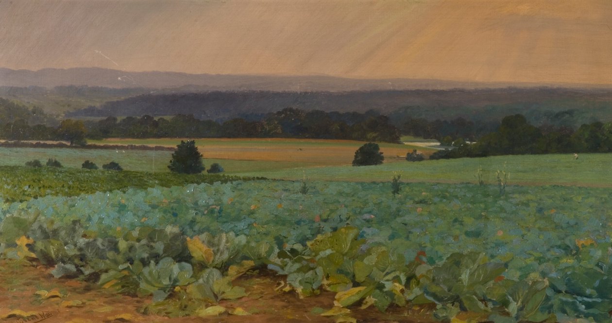 Champ de navets - William Cosens Way