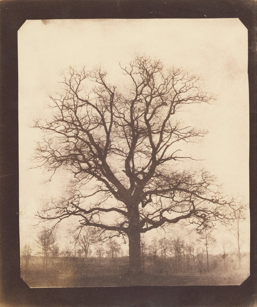 Un chêne en hiver - William Henry Fox Talbot