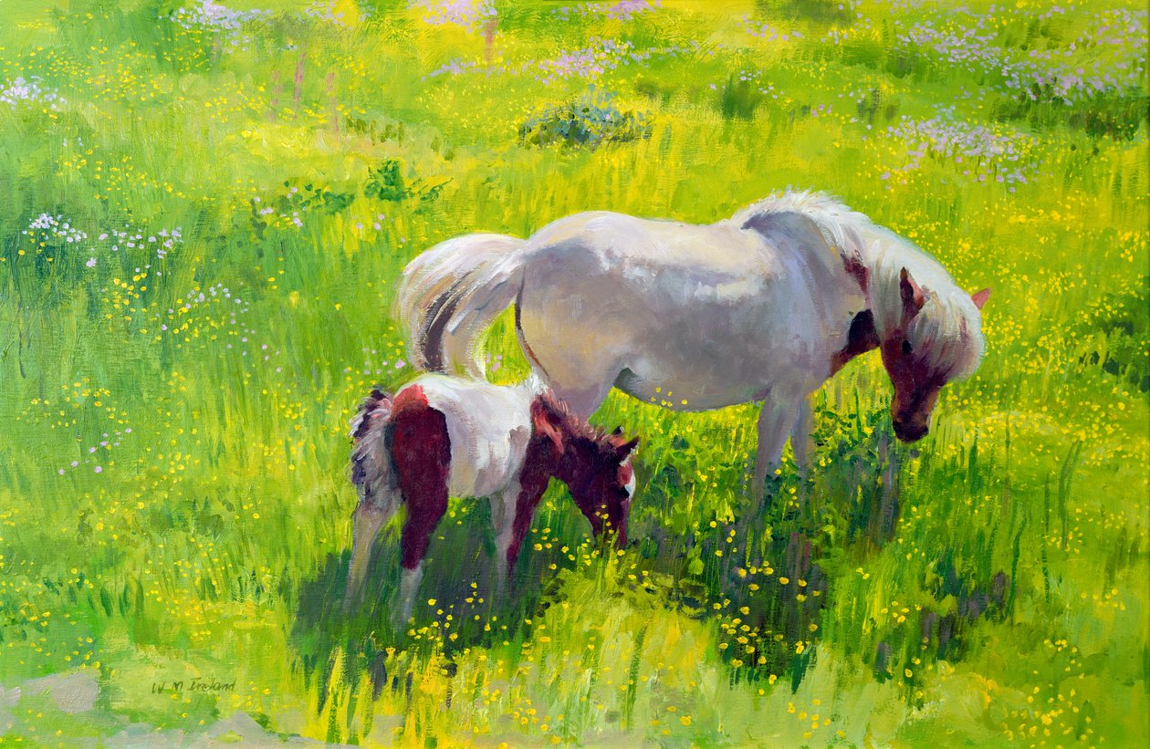 Cheval pie et poulain - William Ireland