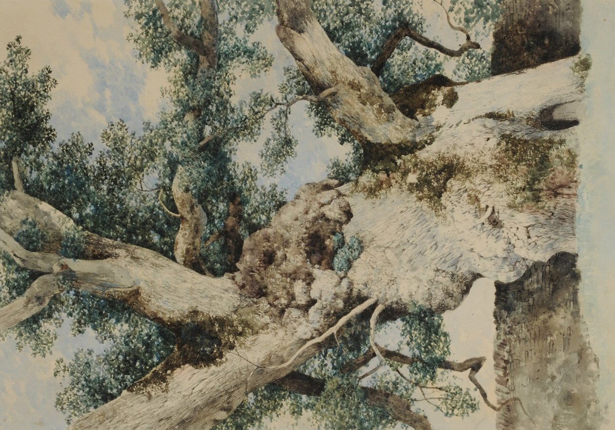 Étude pour Arbre dans la Rookery - William James Blacklock