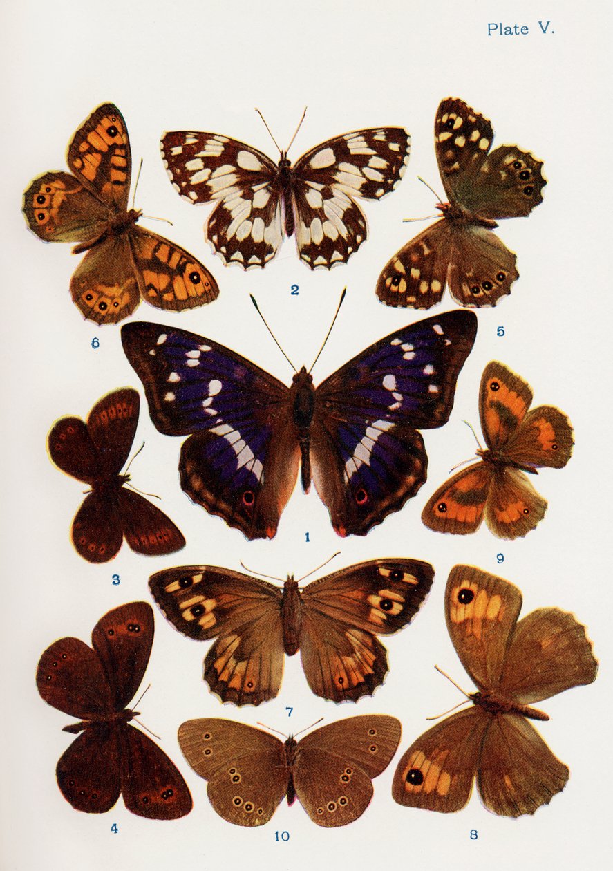 Différents types de papillons, illustration du livre Papillons, Mites et autres insectes et créatures de la campagne, publié 1927 - William Samuel Furneaux