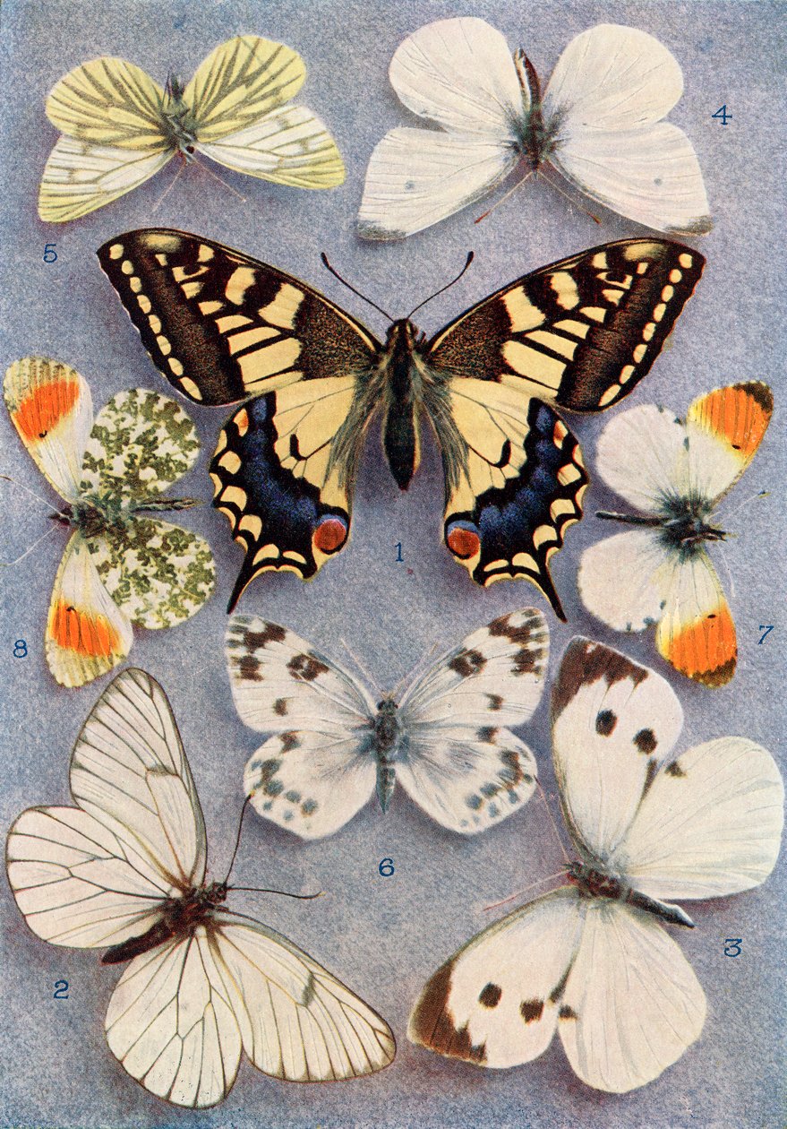 Différents types de papillons, illustration du livre Papillons, Mites et Autres Insectes et Créatures de la Campagne, publié en 1927 - William Samuel Furneaux