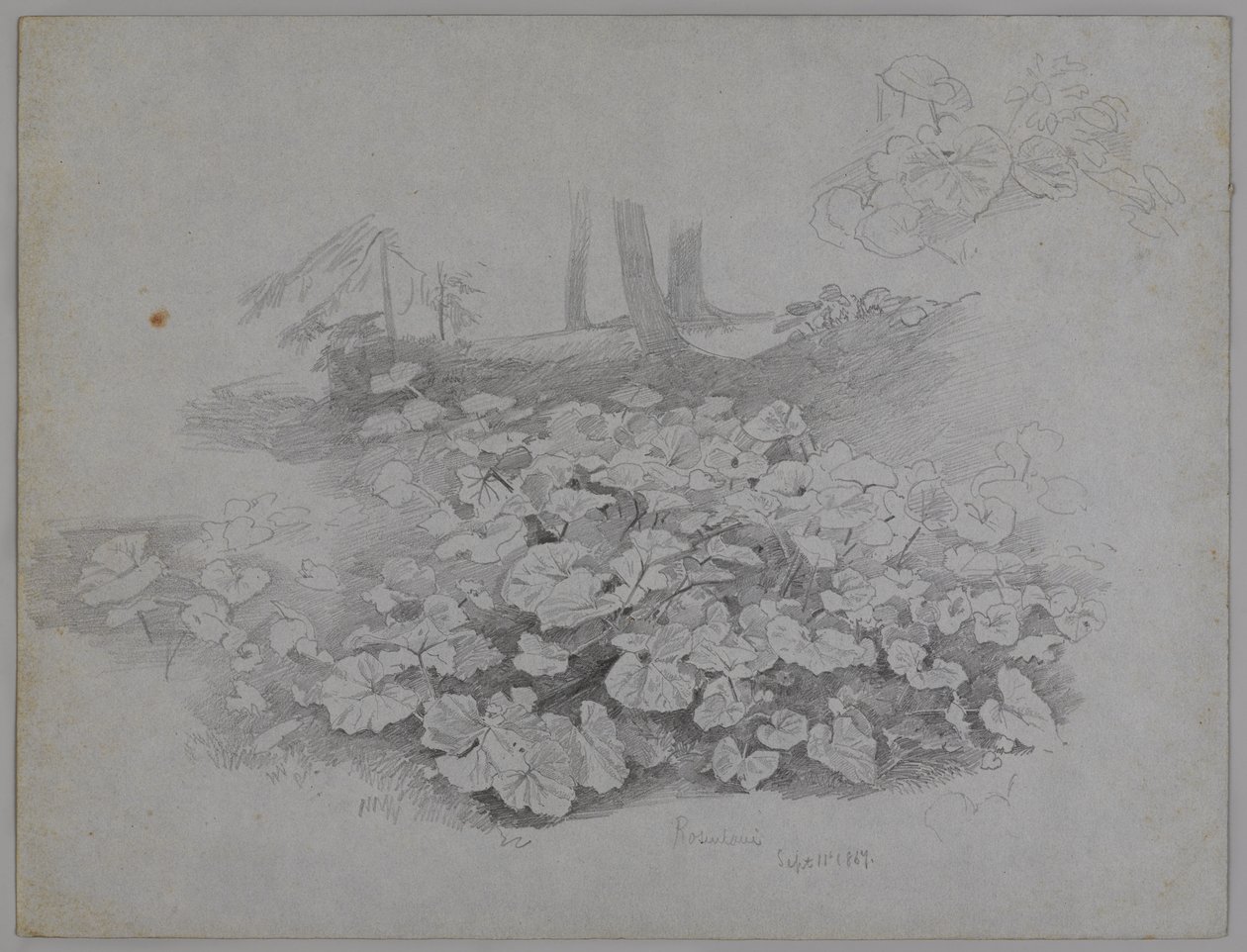 Étude de Plante, 11 Septembre 1867 - William Trost Richards