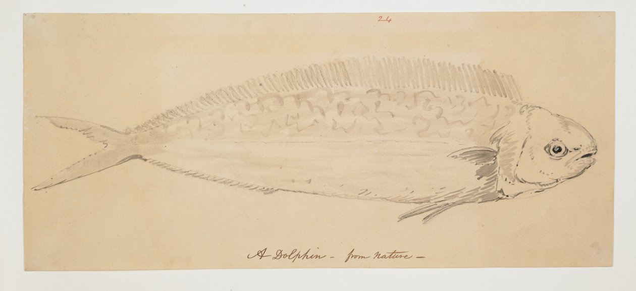 WD 961 f.24 - William Alexander