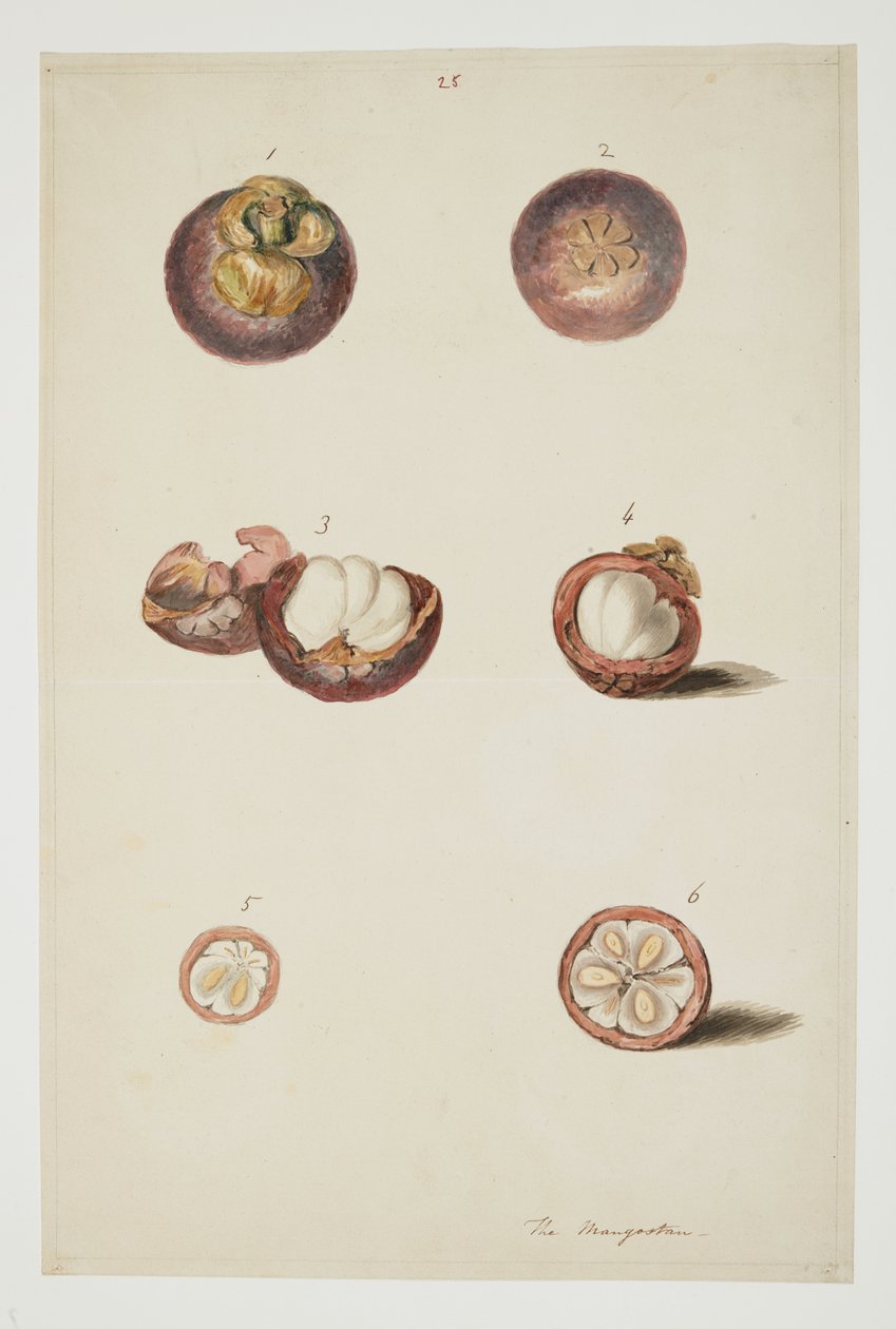 WD 961 f.25 - William Alexander