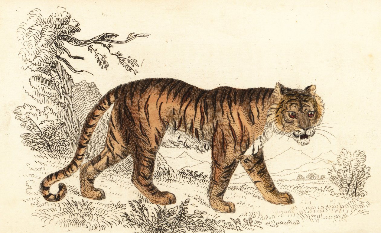 Tigre du Bengale, Panthera tigris tigris, 1834 - William Alexander Forbes