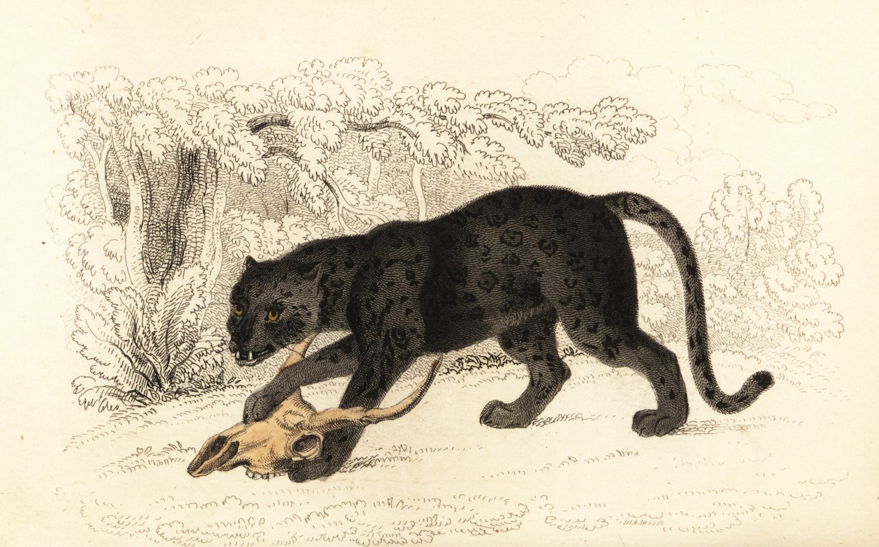 Jaguar noir, Panthera pardus (gravure) - William Alexander Forbes