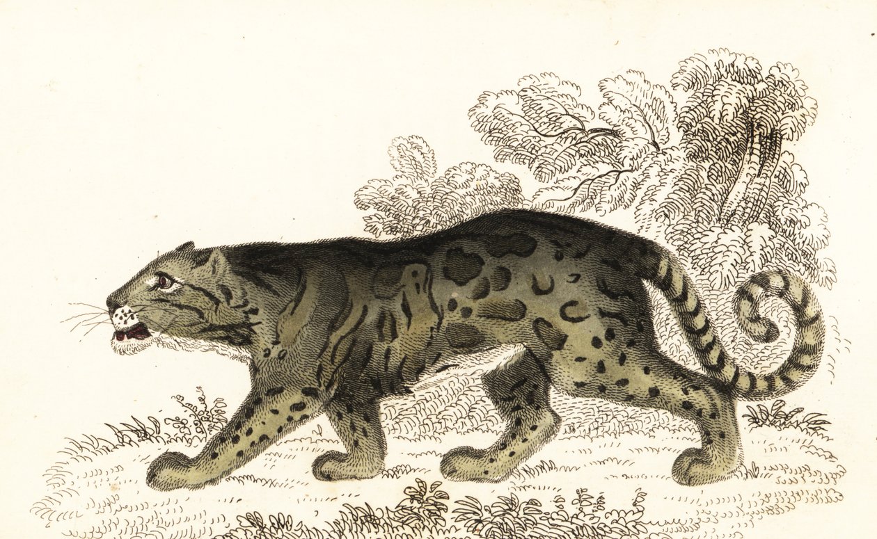 Léopard nébuleux, Neofelis nebulosa (gravure) - William Alexander Forbes