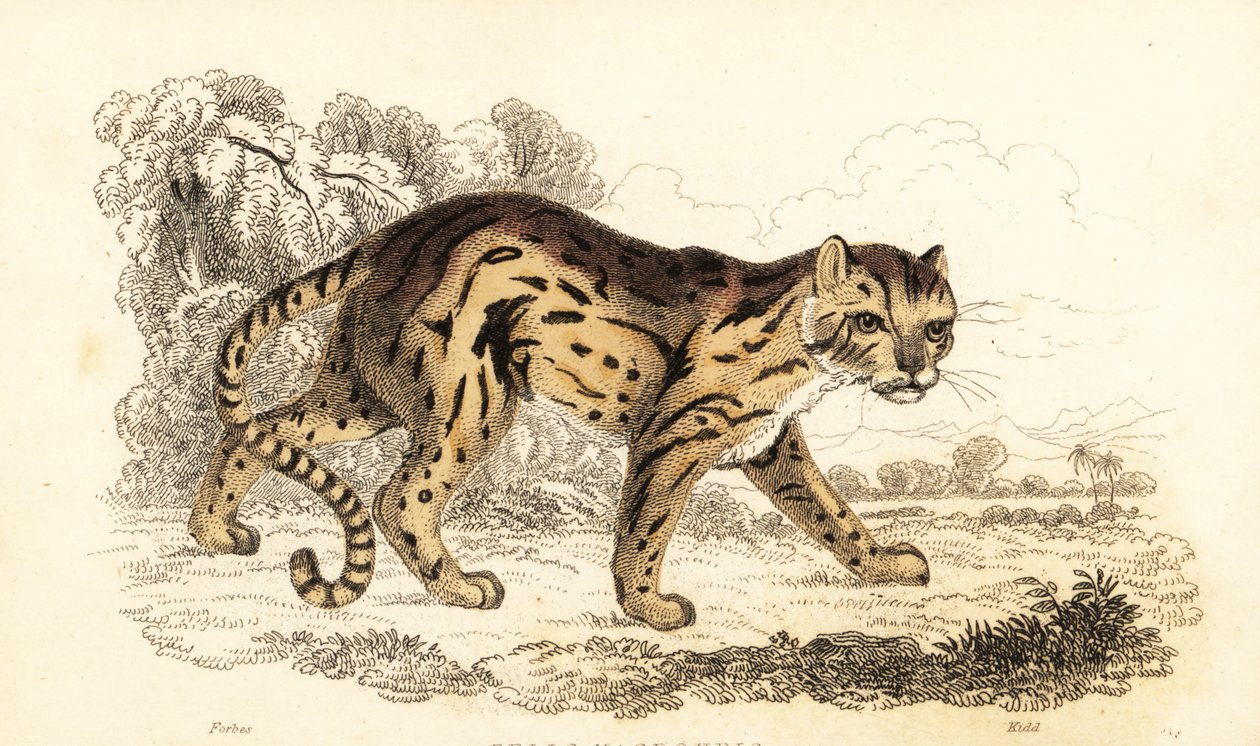 Margay, Leopardus wiedii (gravure) - William Alexander Forbes