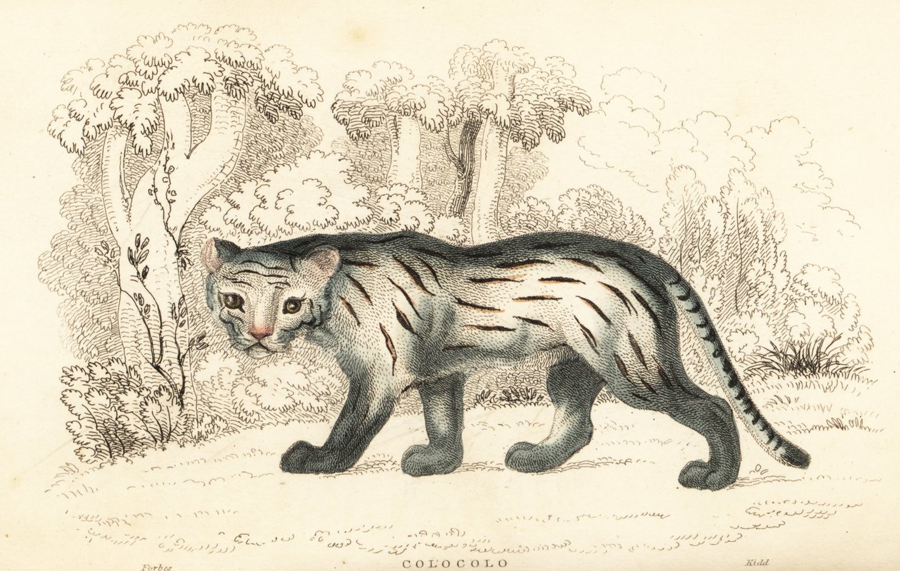 Chat des pampas ou pantanal, Leopardus colocola (gravure) - William Alexander Forbes
