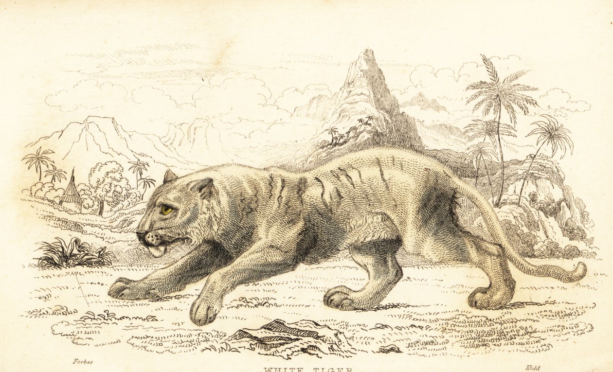 Tigre blanc, Panthera tigris tigris, en danger, 1834 (gravure) - William Alexander Forbes