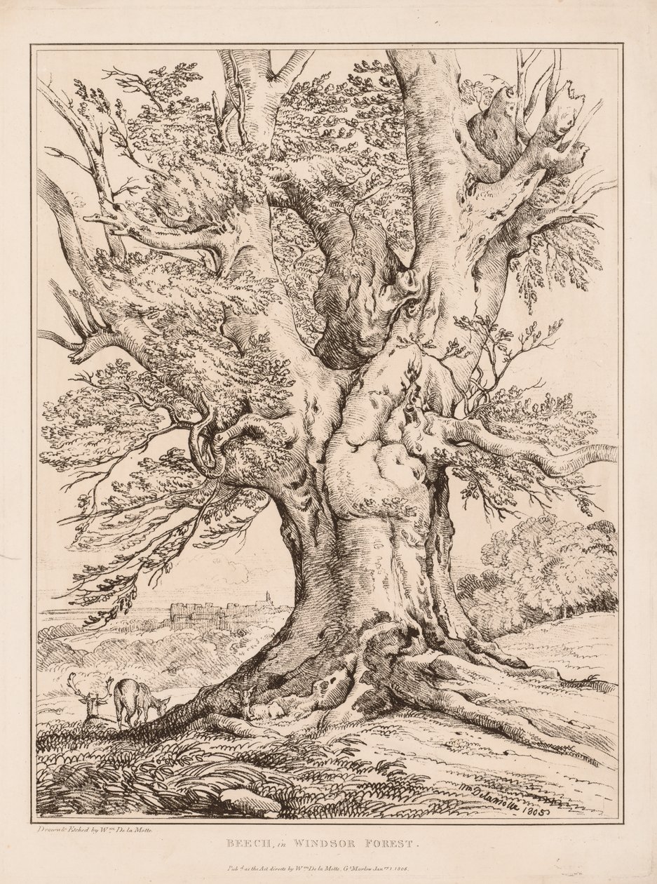 Hêtre dans la forêt de Windsor - William Alfred Delamotte