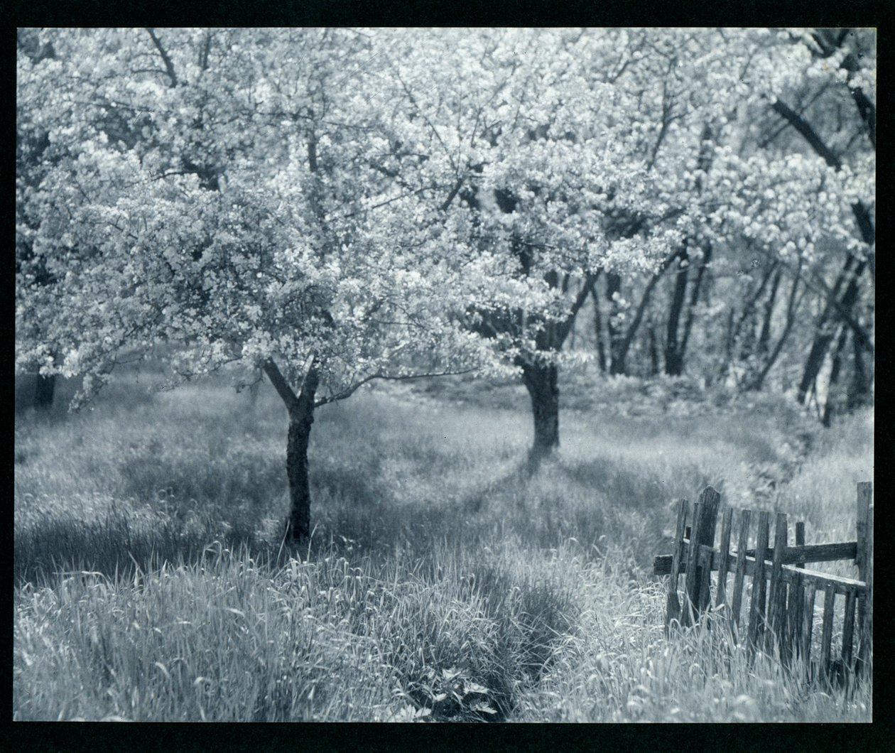 Pommiers en fleurs - William B. Post