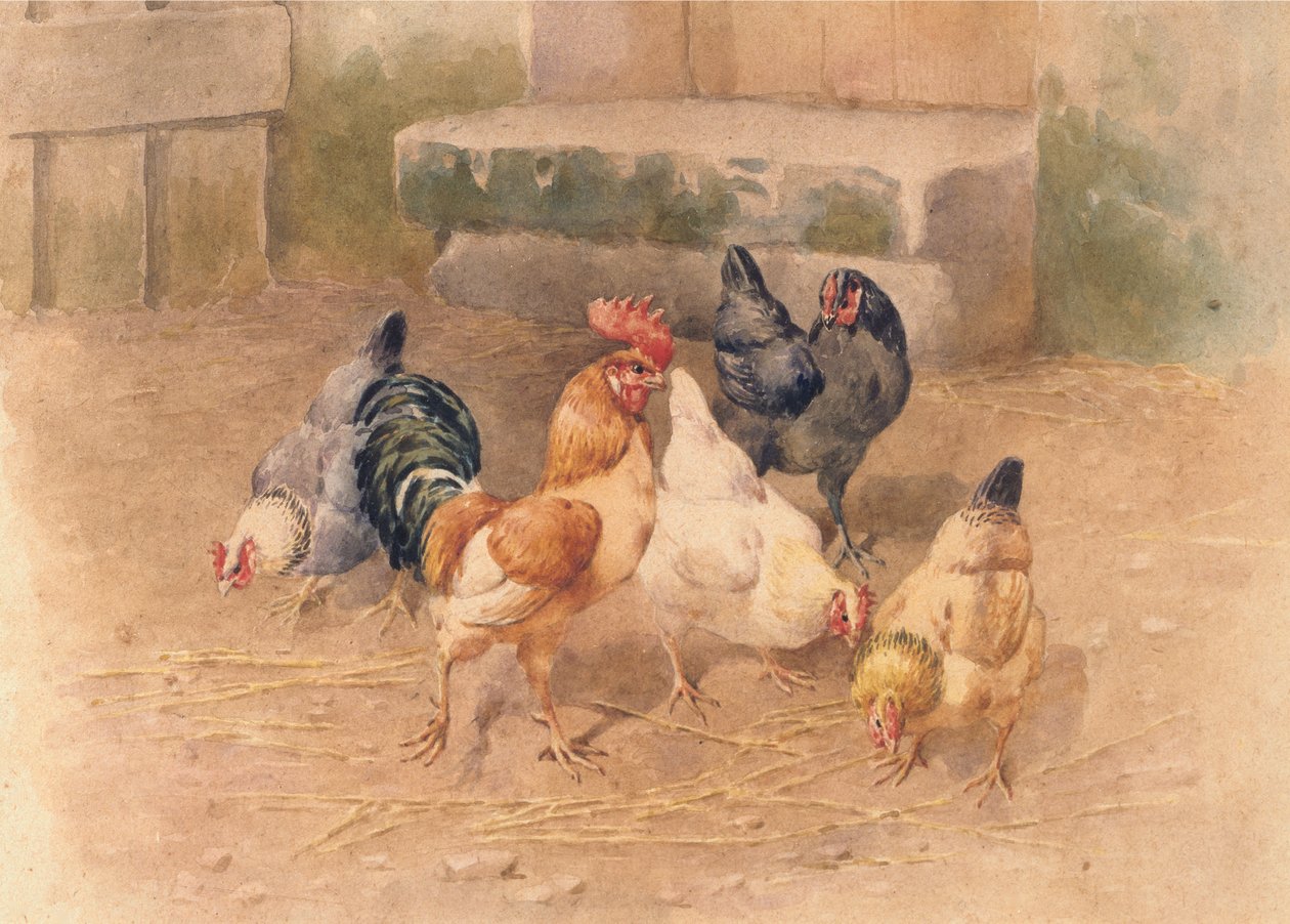 Poules - William Baptiste Baird