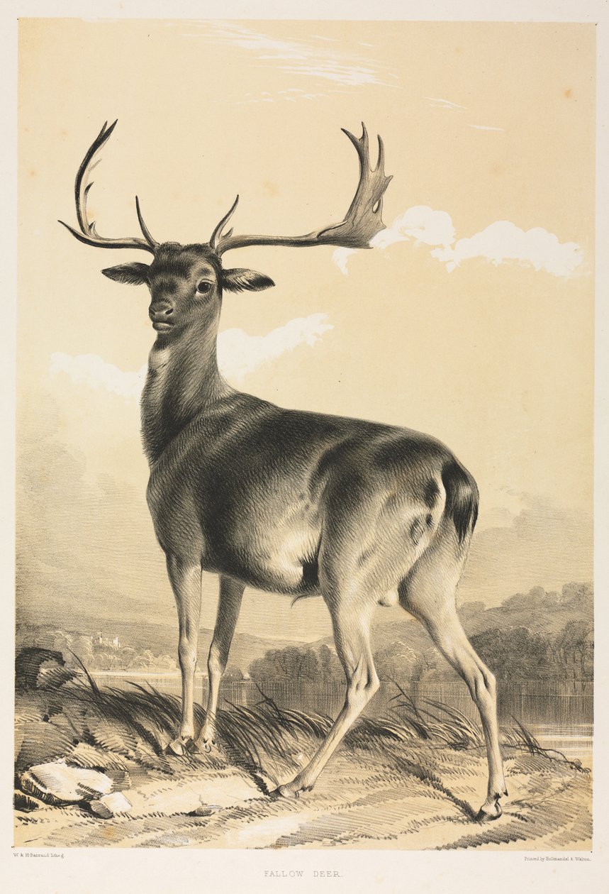 Cerf élaphe - William Barraud