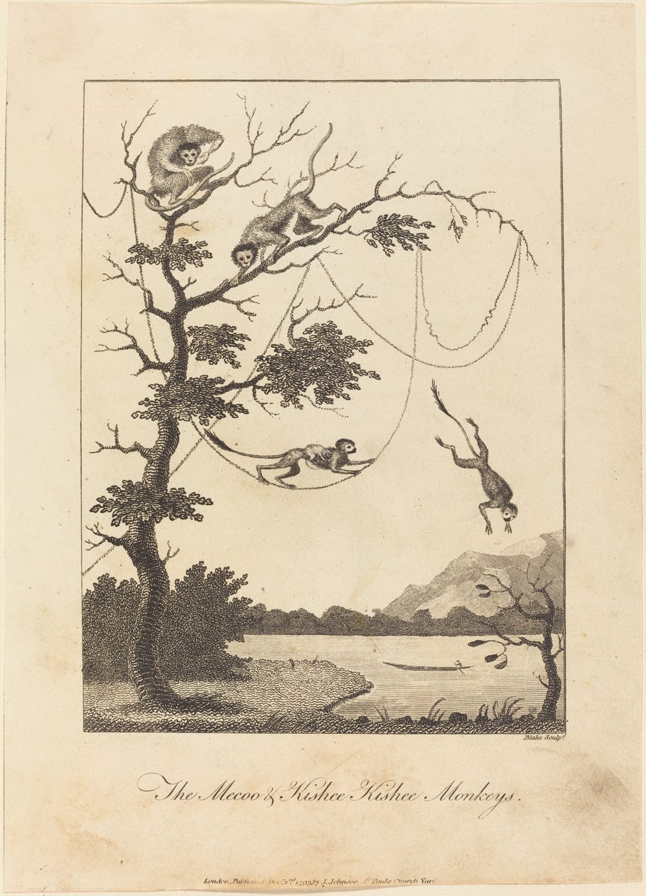 Les singes Mecoo et Kisbee Kishee - William Blake after John Gabriel Stedman