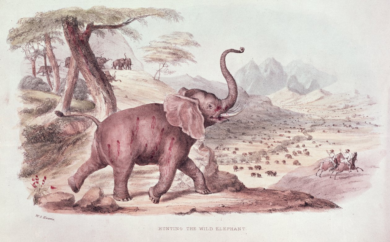 Chasse à l