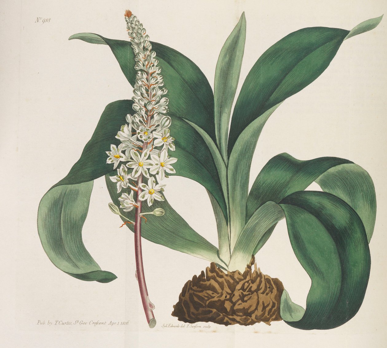Magazine botanique, 1787-1833 - William Curtis