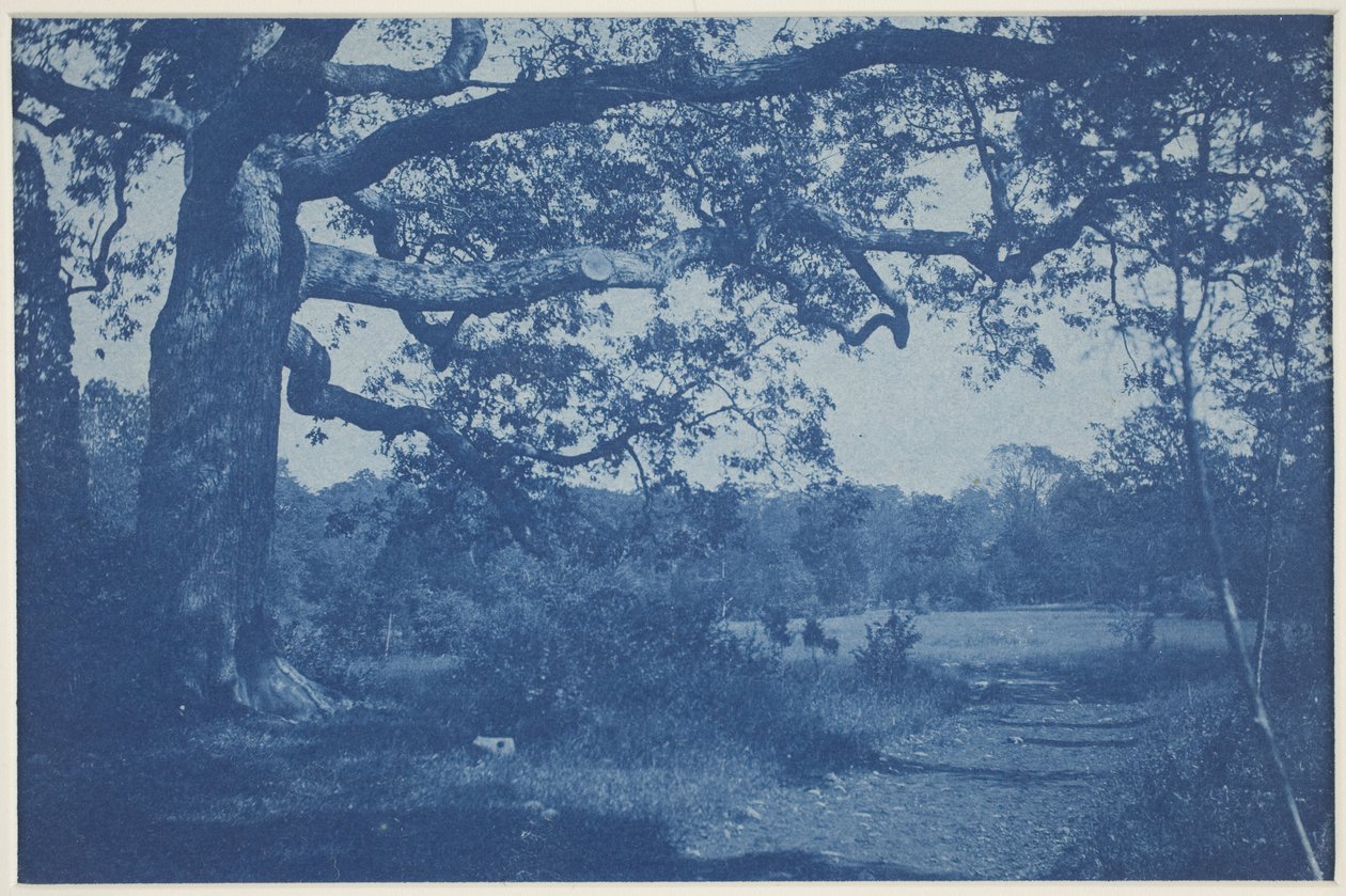 Grand Chêne au Bord du Pré - William H. Cades