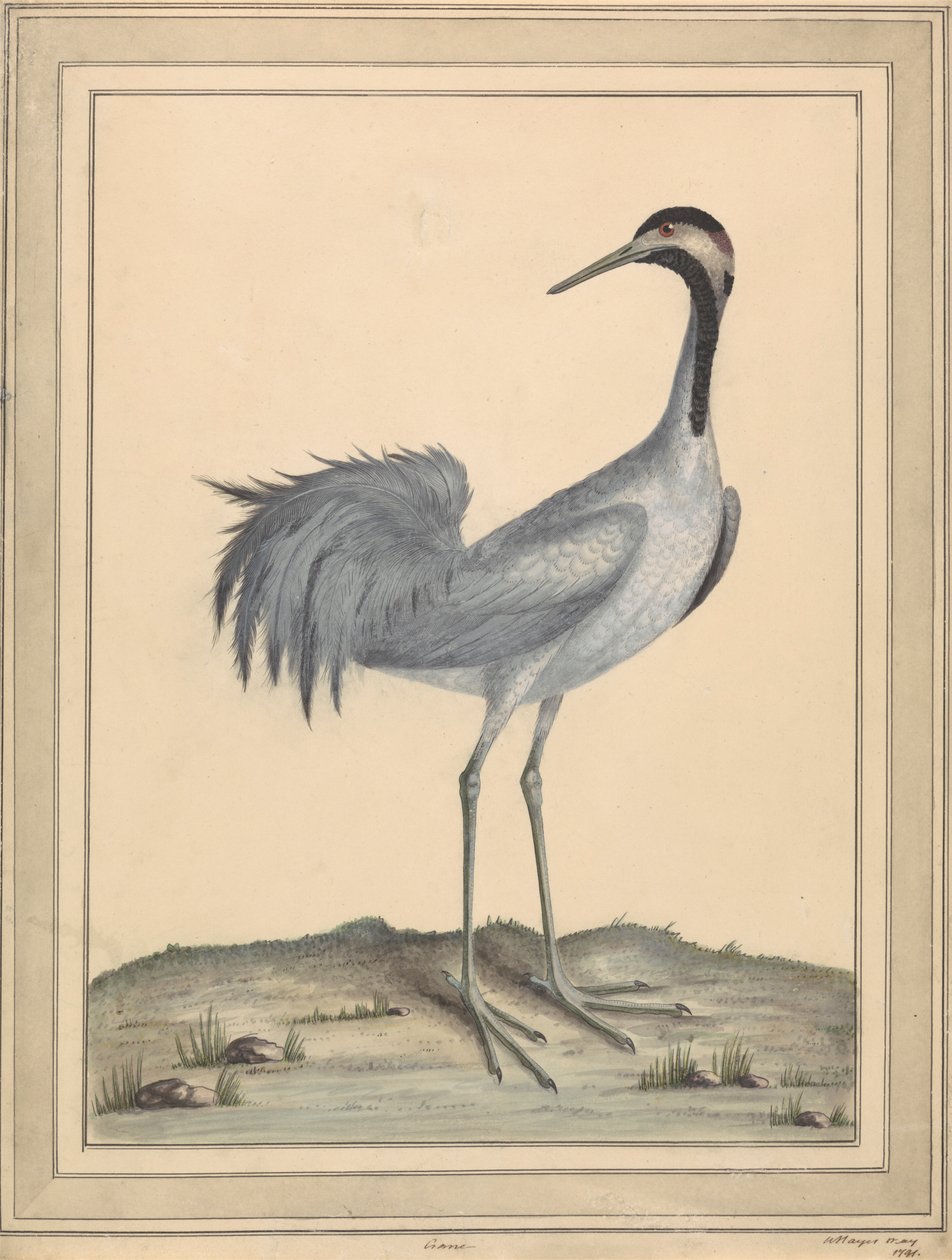 Une grue - William Hayes